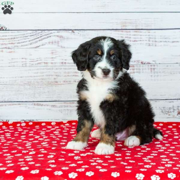 Benji, Bernedoodle Puppy